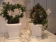 DSCN0559.jpg